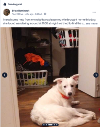 Found/Stray Female Dog last seen Saw on Nextdoor, Yacht Cove, SC 29212