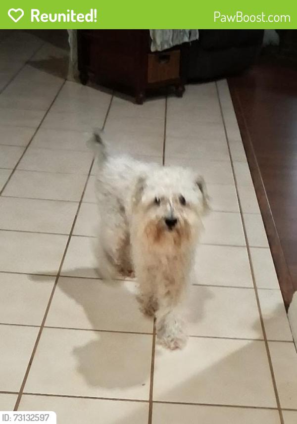 Reunited Male Dog last seen Sandpiper Drive and Sterling Oaks, Casselberry, FL 32707