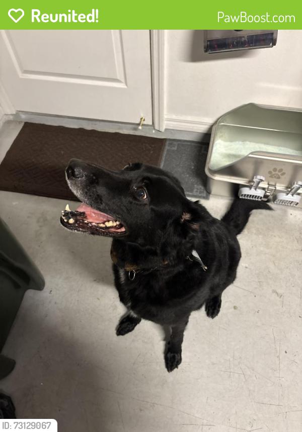 Reunited Male Dog last seen Hancock Rd. And Hartwood Marsh, Clermont, FL 34711
