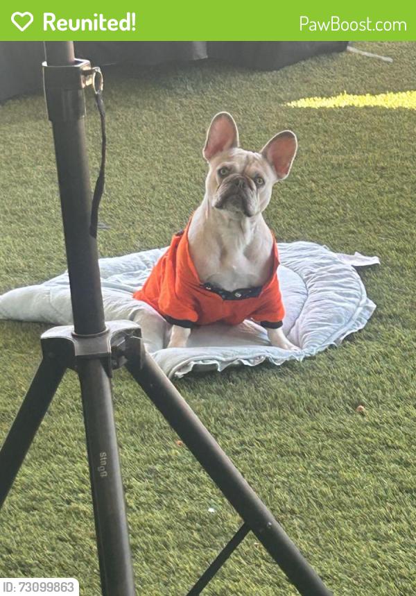 Reunited Female Dog last seen Morningside St, San Diego, CA 92139, EE. UU., San Diego, CA 92139