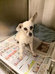 Shelter Stray Female Dog last seen , 14409 Vanowen St, Van Nuys, CA 91405, USA