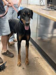 Shelter Stray Male Dog last seen , 14409 Vanowen St, Van Nuys, CA 91405, USA