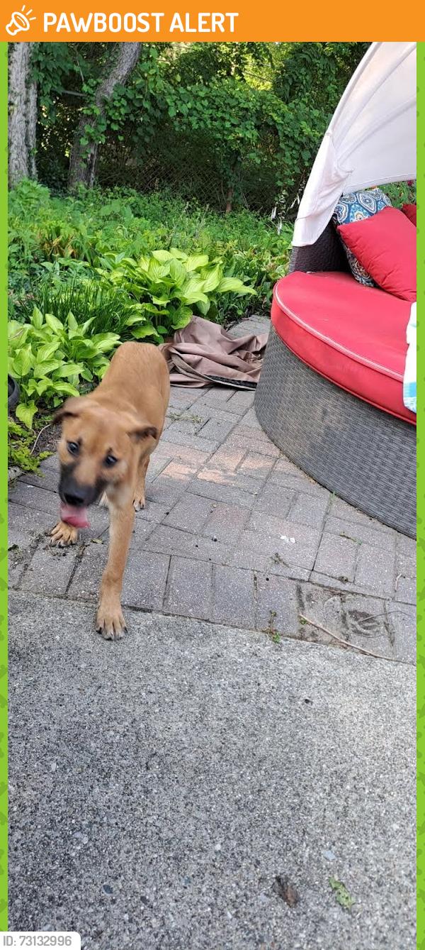 Found/Stray Male Dog last seen Sunrise/Harmony, Van Buren Township, MI 48111