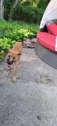 Found/Stray Male Dog last seen Sunrise/Harmony, Van Buren Township, MI 48111