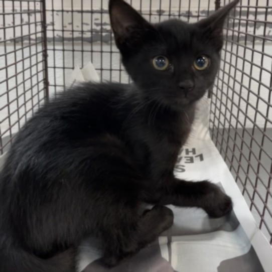 Shelter Stray Female Cat last seen , 1850 W 60th St, Los Angeles, CA 90047, USA