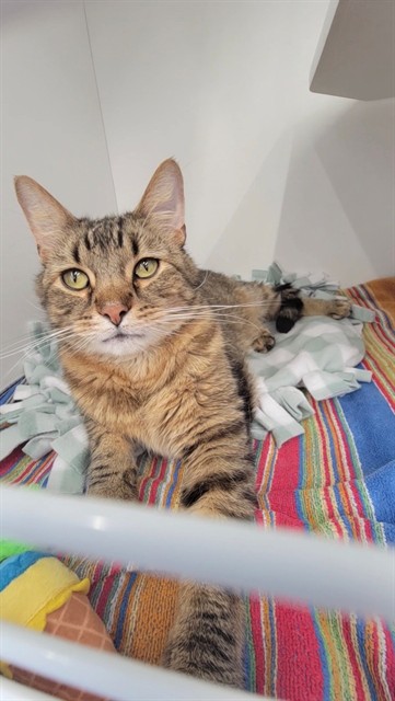 Shelter Stray Male Cat last seen ST PETERS, 4850 Mid Rivers Mall Dr, St Peters, MO 63376, USA