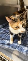 Shelter Stray Female Cat last seen ST CHARLES CO, 4850 Mid Rivers Mall Dr, St Peters, MO 63376, USA