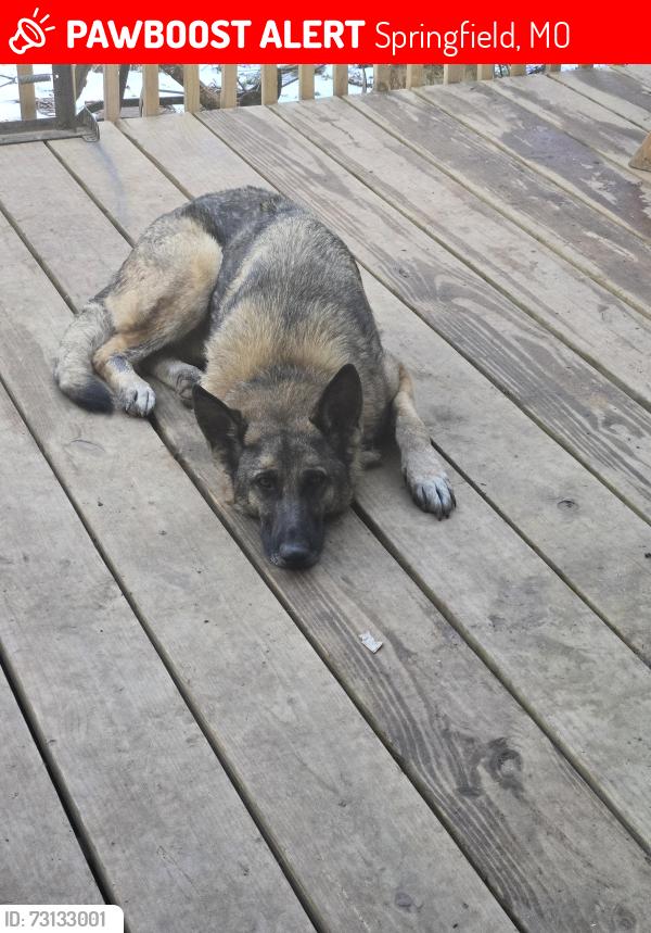 Lost Male Dog last seen Homewood and Oak Park, Springfield, MO 65803