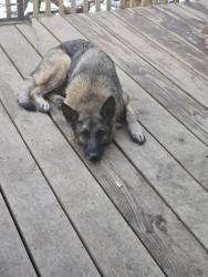 Lost Male Dog last seen Homewood and Oak Park, Springfield, MO 65803