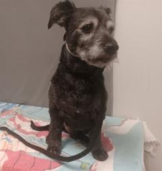 Shelter Stray Male Dog last seen , 38550 Sierra Hwy, Palmdale, CA 93550, USA