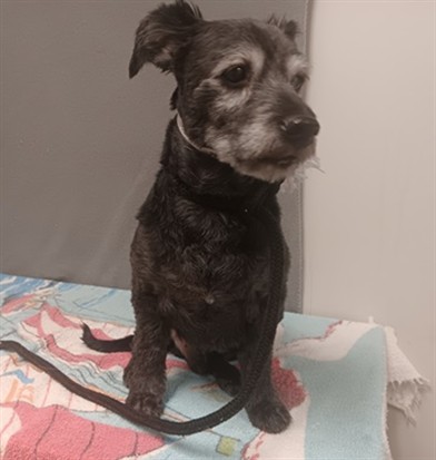 Shelter Stray Male Dog last seen , 38550 Sierra Hwy, Palmdale, CA 93550, USA