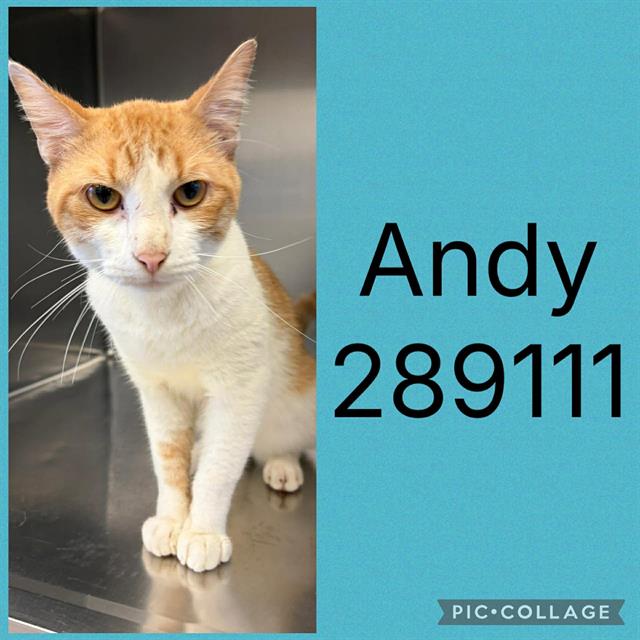 Shelter Stray Male Cat last seen ST. ANDREWS, 4214 Fulton Mill Rd, Macon, GA 31216, USA