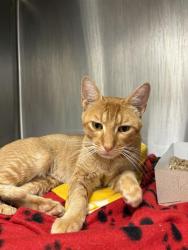 Shelter Stray Male Cat last seen Near, 2600 S Harding St, Indianapolis, IN 46221, USA