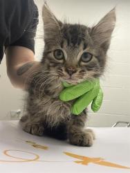 Shelter Stray Male Cat last seen Near, 2600 S Harding St, Indianapolis, IN 46221, USA