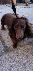 Shelter Stray Male Dog last seen Near, 2600 S Harding St, Indianapolis, IN 46221, USA