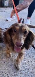 Shelter Stray Female Dog last seen Near, 2600 S Harding St, Indianapolis, IN 46221, USA