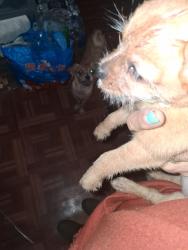Reunited Female Dog last seen Snyder Ave Smith playground 23rd st 24th and 25th street, Philadelphia, PA 19145