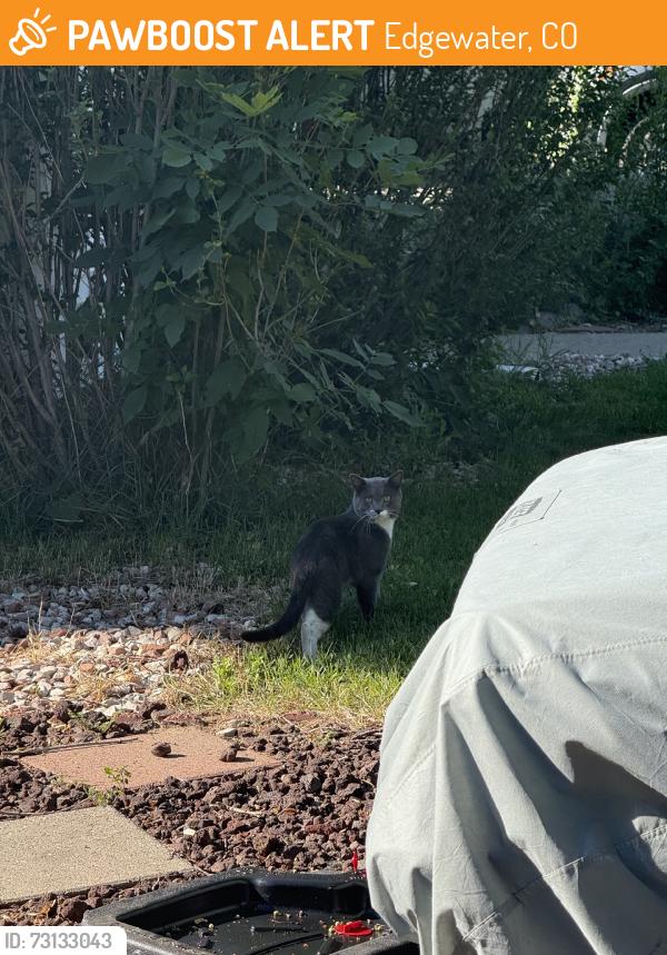 Found/Stray Unknown Cat last seen Pierce st and 25th ave, Edgewater, CO 80214