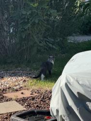 Found/Stray Unknown Cat last seen Pierce st and 25th ave, Edgewater, CO 80214