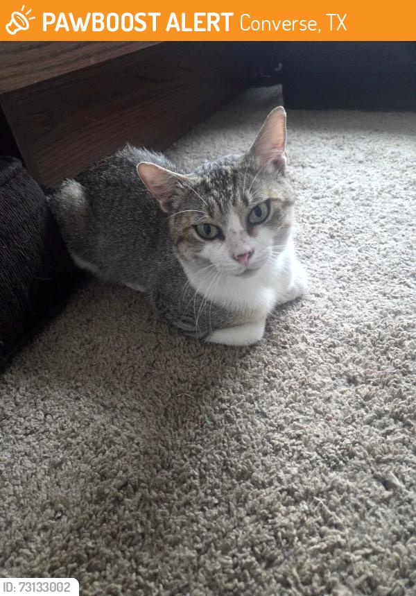 Found/Stray Male Cat last seen Snowbird and binz englman, Converse, TX 78109