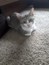 Found/Stray Male Cat last seen Snowbird and binz englman, Converse, TX 78109