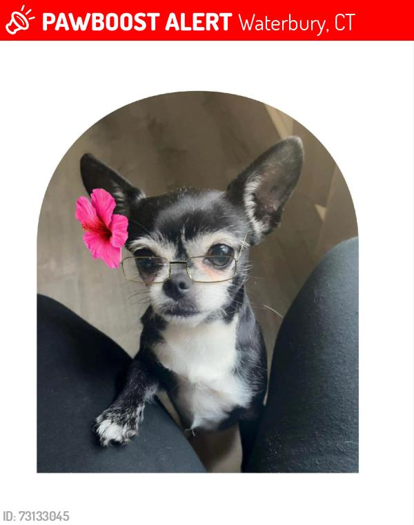 Lost Female Dog last seen Pearl st2, Waterbury, CT 06702
