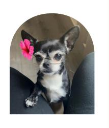 Lost Female Dog last seen Pearl st2, Waterbury, CT 06702