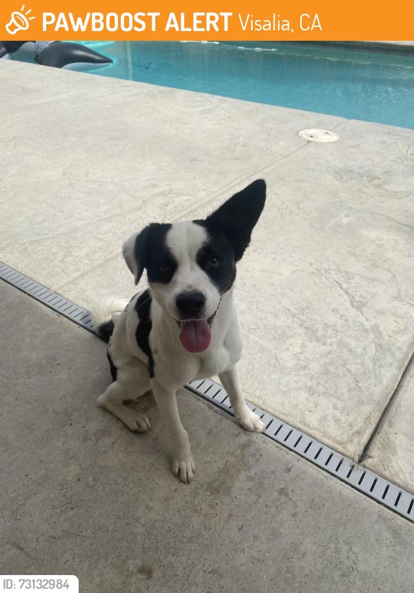 Found/Stray Male Dog last seen Carleton Acres model homes near Costco on Riggin, Visalia, CA 93291
