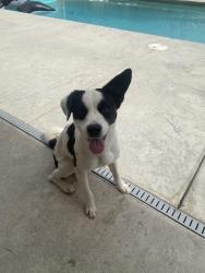 Found/Stray Male Dog last seen Carleton Acres model homes near Costco on Riggin, Visalia, CA 93291