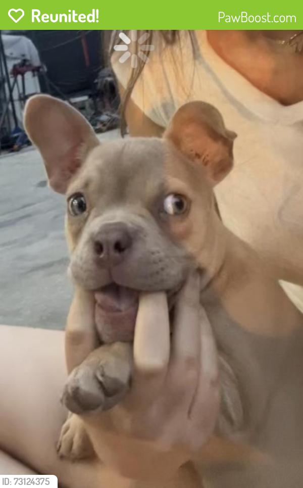 Reunited Female Dog last seen Near E Charles st, Matthews, NC 28105