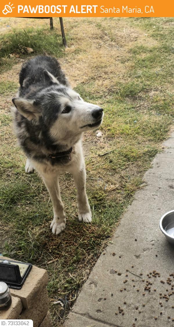 Found/Stray Male Dog last seen Taft, Santa Maria, CA 93454