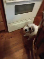 Reunited Male Dog last seen OAkland ave sw, Rome, GA 30165