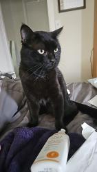 Reunited Male Cat last seen Frontage and Michigan Rd, Shelbyville, IN 46176