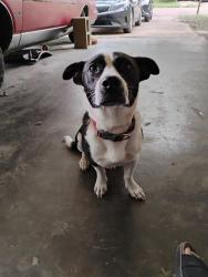 Reunited Male Dog last seen Cooper road and Daniel lake, Jackson, MS 39212