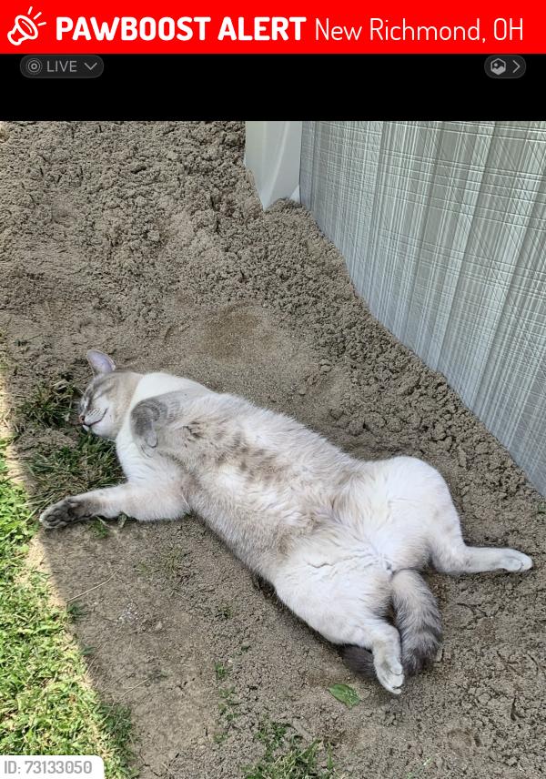 Lost Male Cat last seen RIVERFRONT RV  PARK, New Richmond, OH 45157