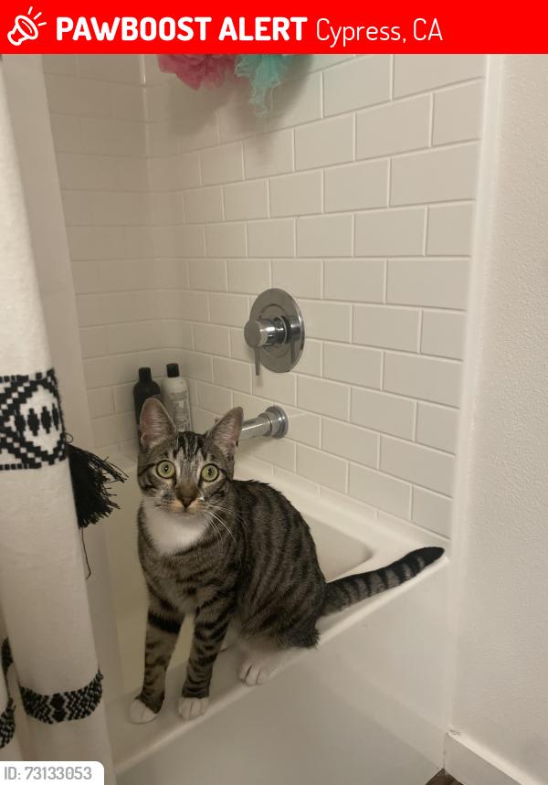 Lost Female Cat last seen Via Sonoma / Paseo De Oro, Cypress, CA 90630