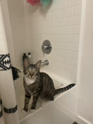Lost Female Cat last seen Via Sonoma / Paseo De Oro, Cypress, CA 90630