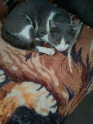 Reunited Male Cat last seen Oxford, Ross, 6th st. And 7th st, Harrisburg, PA 17110