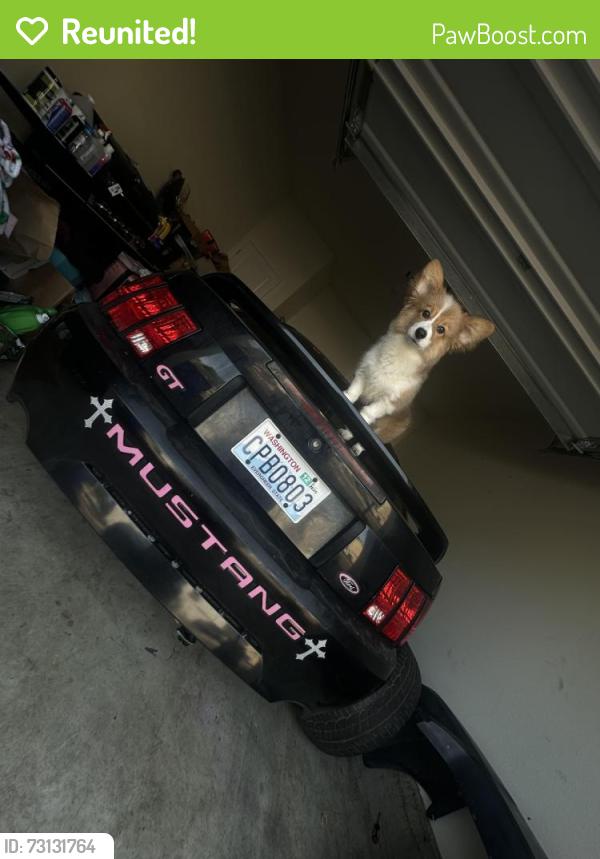 Reunited Male Dog last seen Valinda street school, La Puente, CA 91744