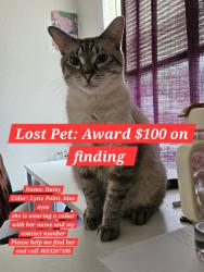 Lost Female Cat last seen Septa Railway station near Terminal E arrivals, Philadelphia airport, Philadelphia, PA 19153
