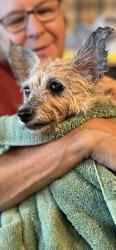 Reunited Female Dog last seen Cassidy Lane, Kilgore, TX 75662
