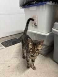 Reunited Female Cat last seen Amber Ct and Manzanita Ave, Roseville, CA 95678