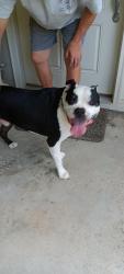 Reunited Male Dog last seen Smythe, Summerville, SC 29485