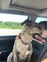Found/Stray Female Dog last seen Harrah and Britton road, Harrah, OK 73045