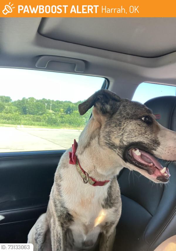 Found/Stray Female Dog last seen Harrah and Britton road, Harrah, OK 73045