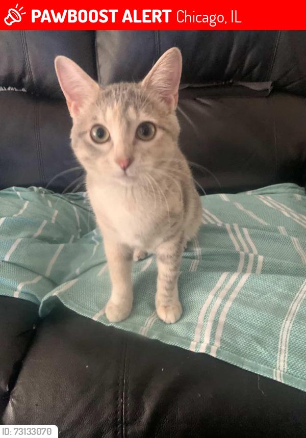 Lost Female Cat last seen District 8 police department , Chicago, IL 60629
