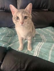 Lost Female Cat last seen District 8 police department , Chicago, IL 60629