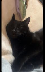 Lost Male Cat last seen Between Rodgers Rd and Miller mill Rd, George Hildebran School Rd, NC 28612