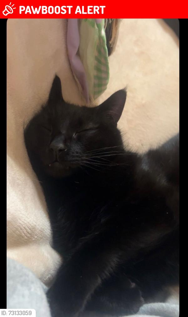 Lost Male Cat last seen Between Rodgers Rd and Miller mill Rd, George Hildebran School Rd, NC 28612
