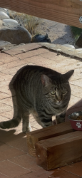 Found/Stray Unknown Cat last seen Arizona Sunset, Spring, Western Hills, Rio Rancho, NM 87124
